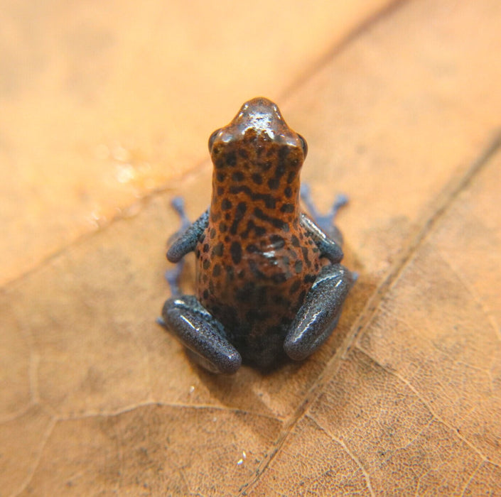 Oophaga pumilio "Charco la Pava"