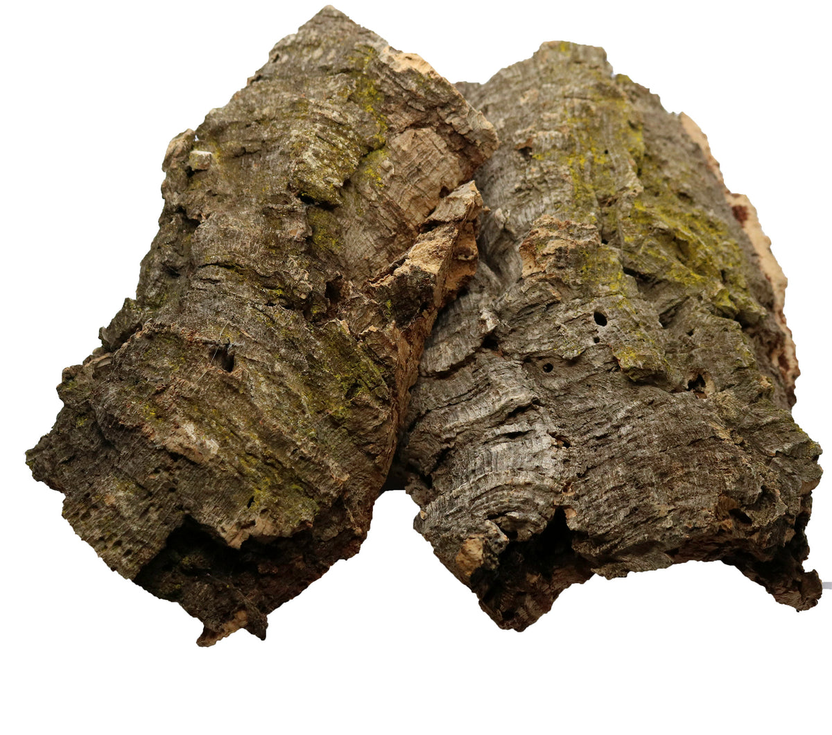 Cork Bark Slabs for Vivariums & Terrariums | FrogDaddy