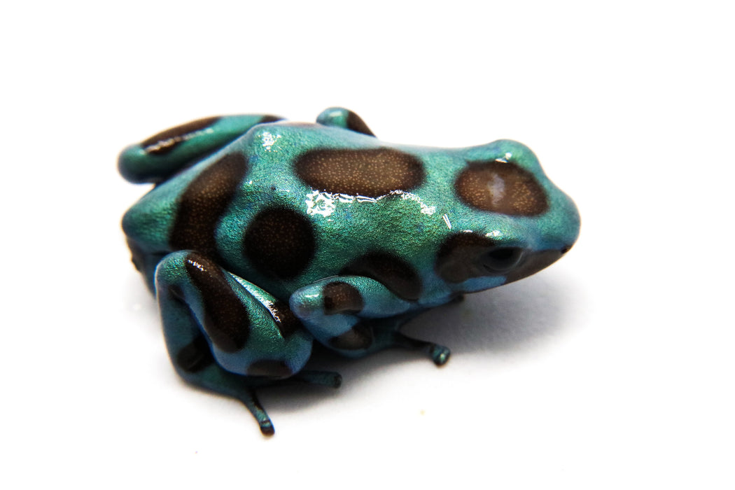 Dendrobates auratus "Green and Bronze"