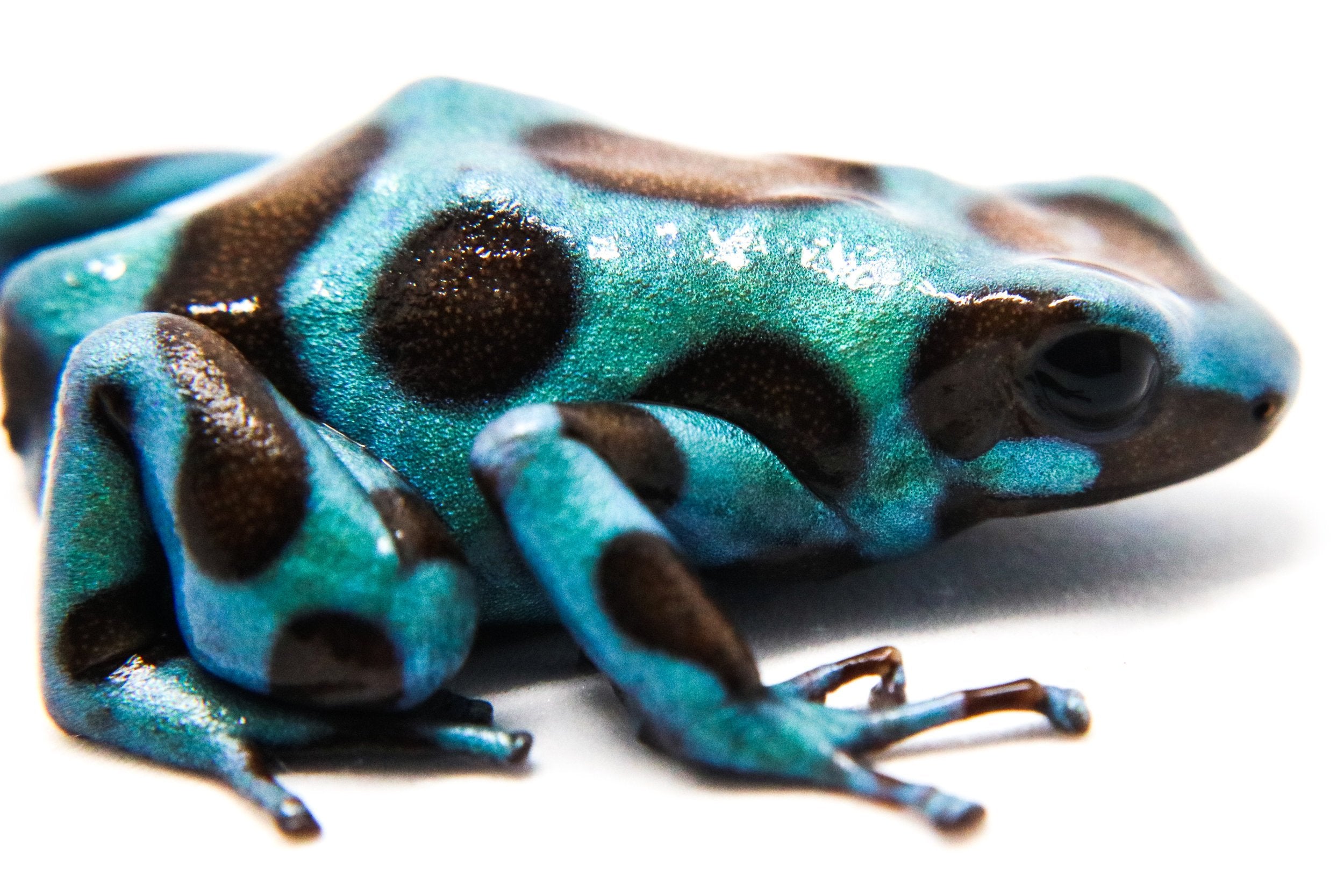 Dendrobates auratus 