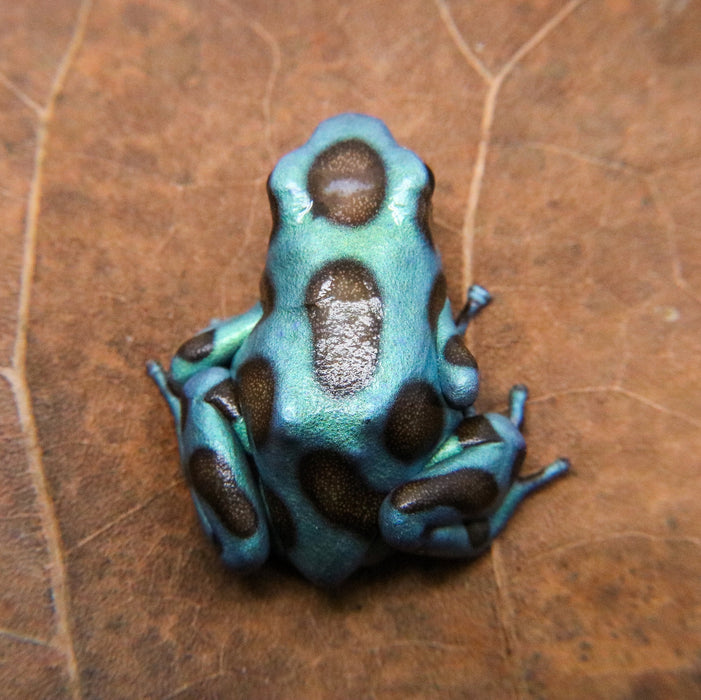 Dendrobates auratus "Green and Bronze"