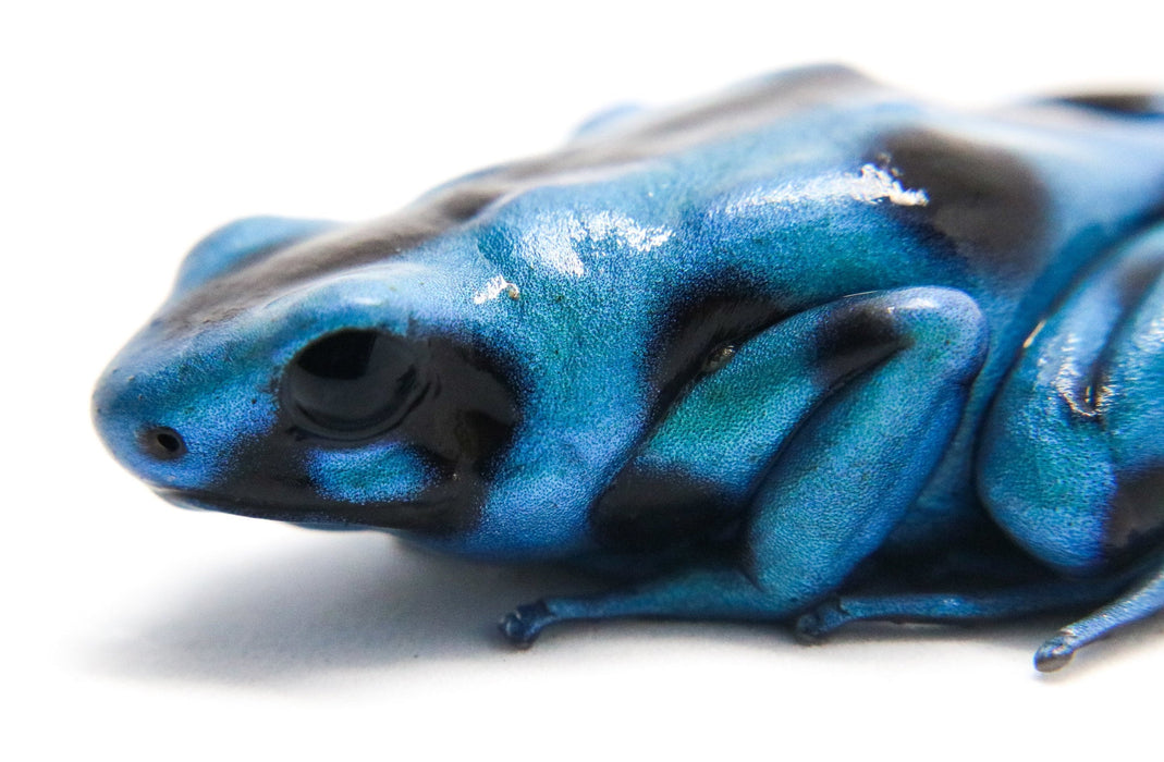 Dendrobates auratus "El Cope" - Tadpole