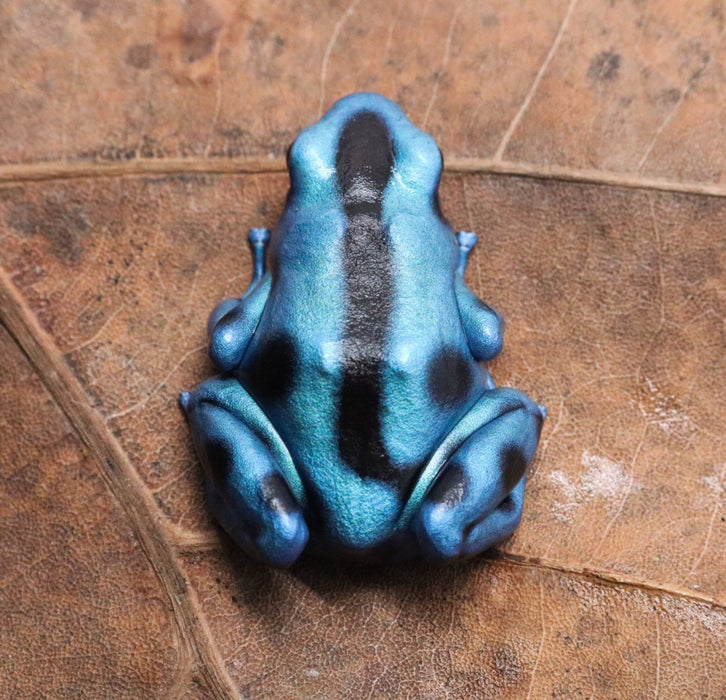 Dendrobates auratus "El Cope" - Tadpole