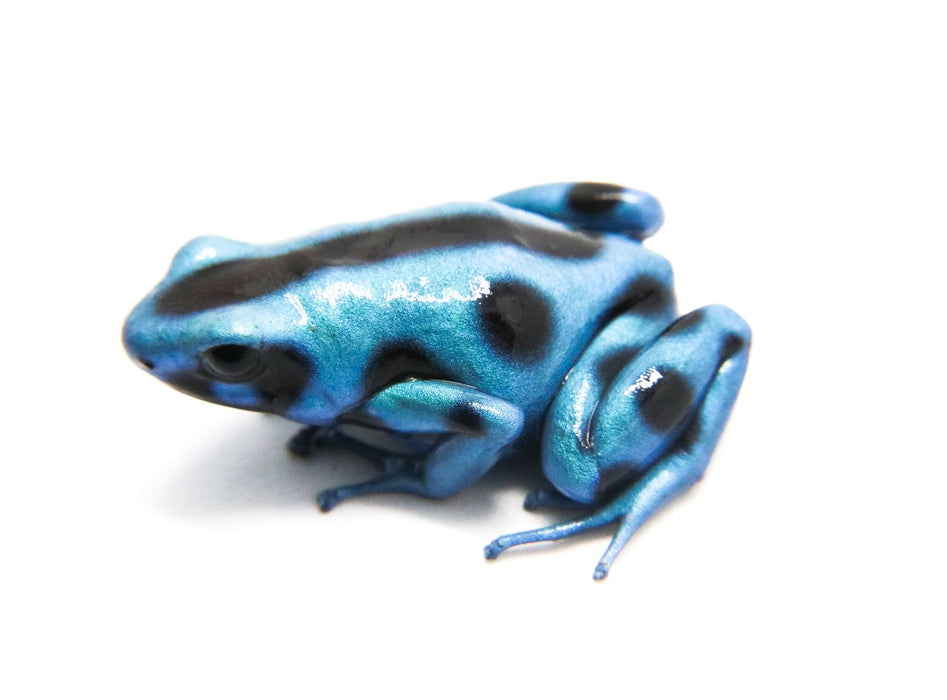 Dendrobates auratus "El Cope" - Tadpole