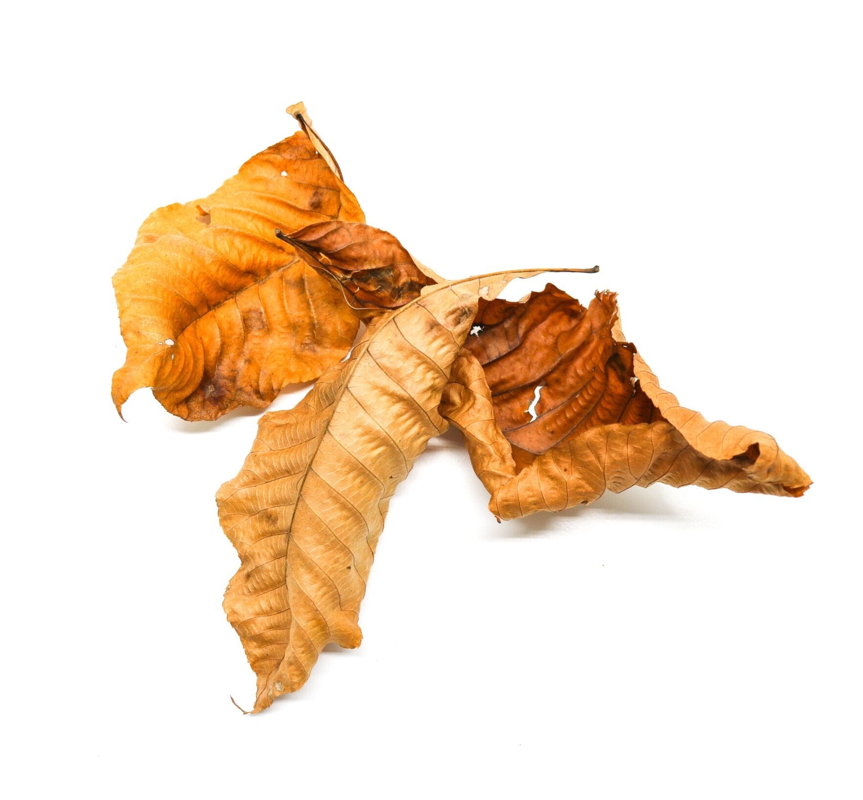Hickory Leaves (Carya spp)