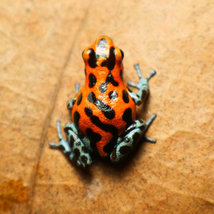 Oophaga pumilio "Rio Branco"