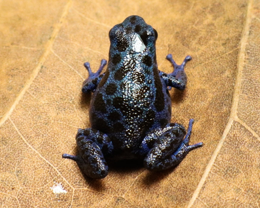 Oophaga pumilio "Rio Colubre / Culubre”