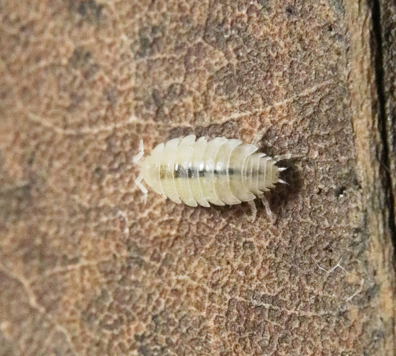 Trichorhina tomentosa "Dwarf White"