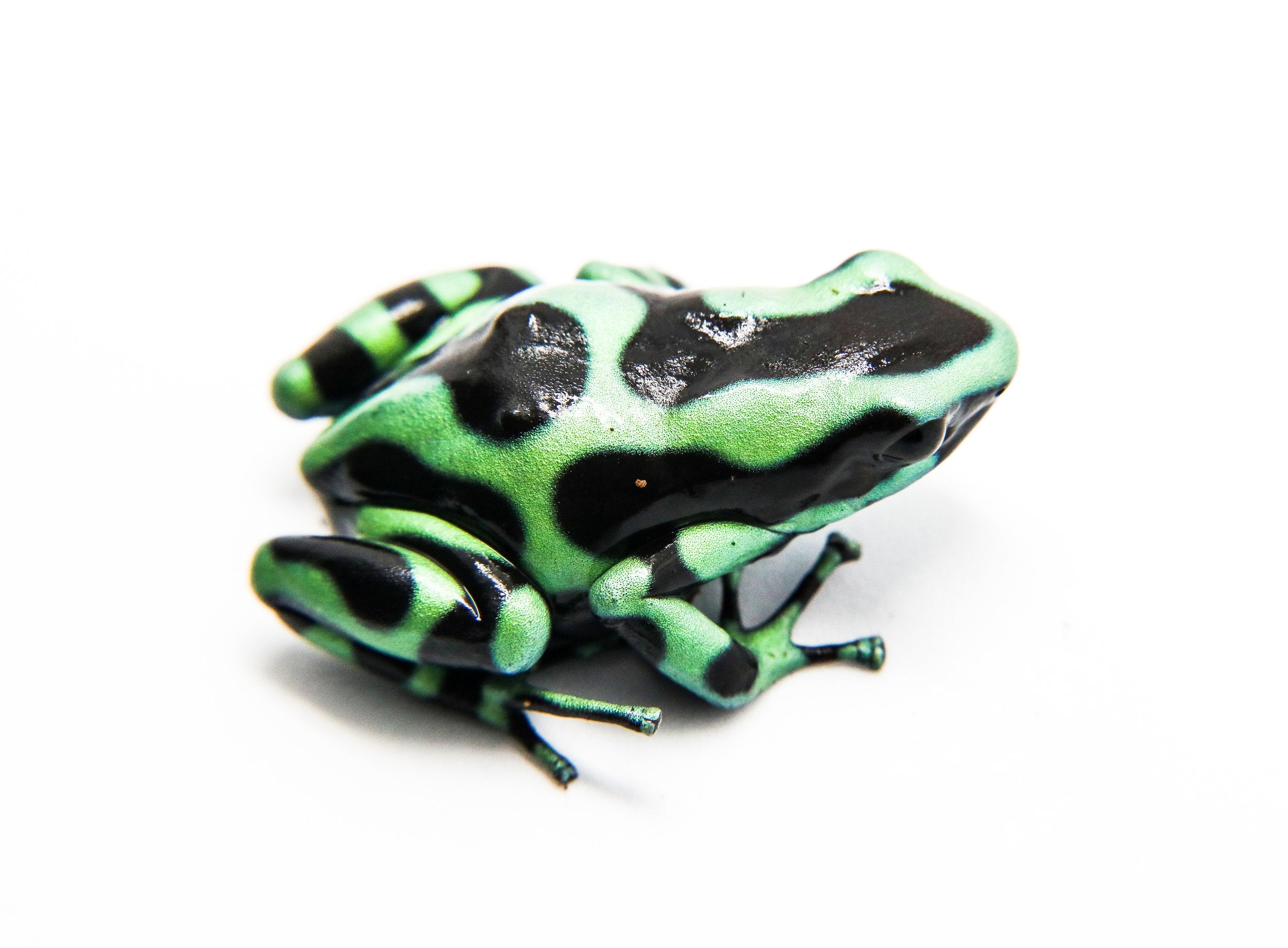 Dendrobates auratus 