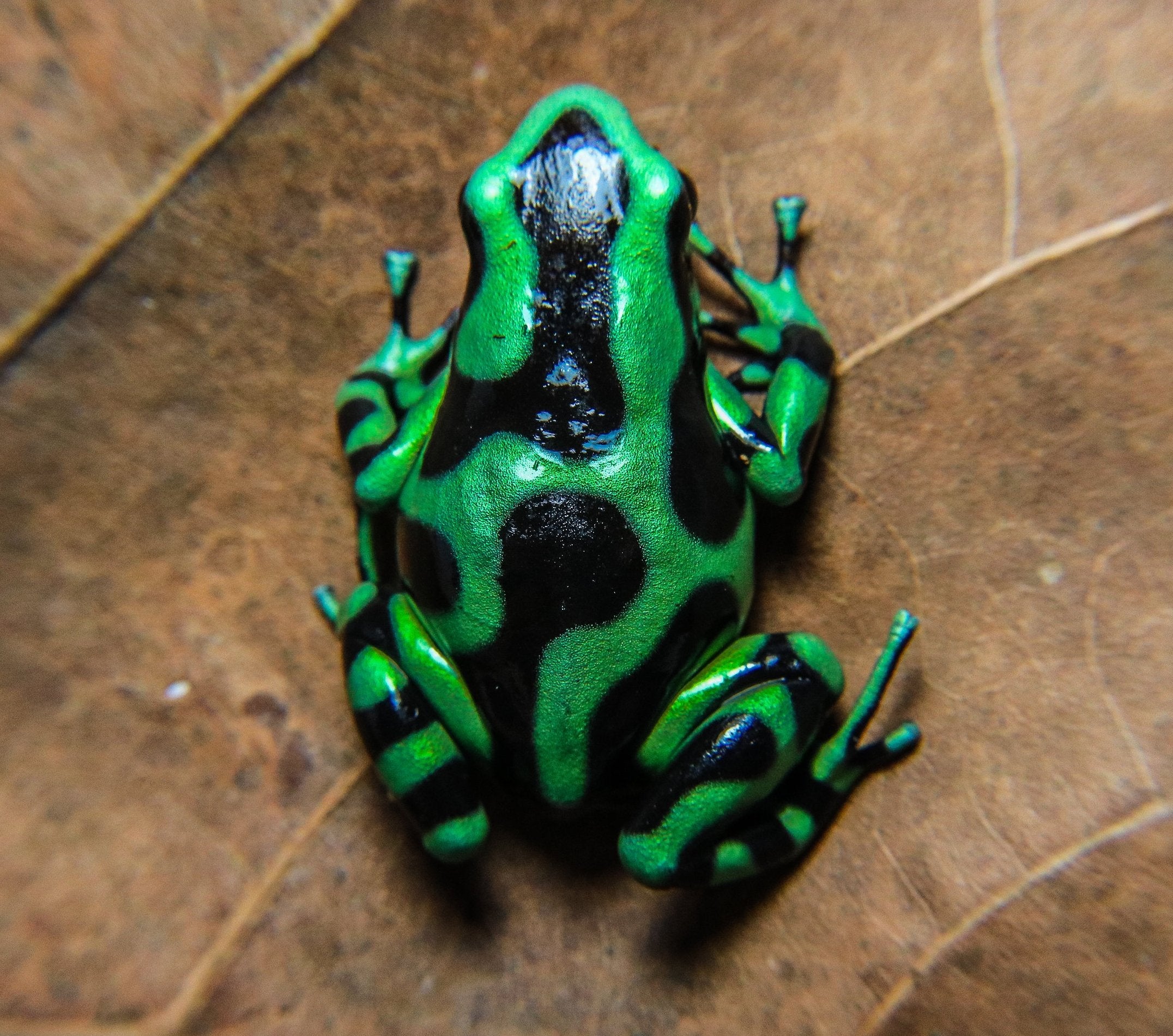 Dendrobates auratus 