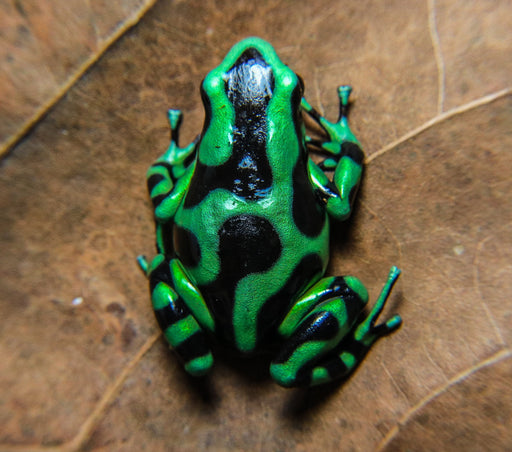 Poison Dart Frog Amphibian Stainless Steel Glitter Ombre 