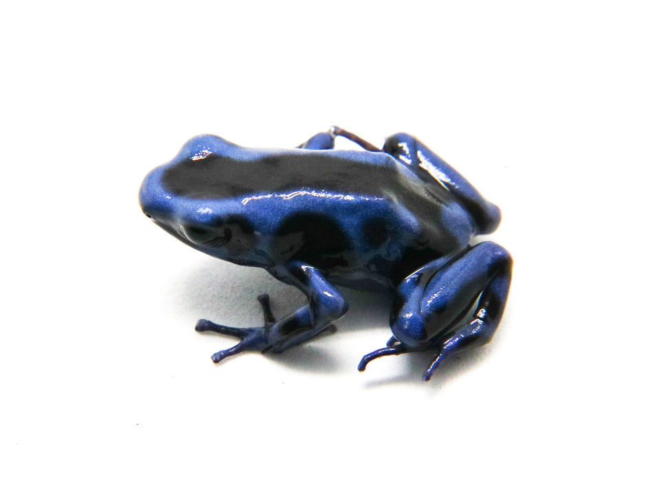 Dendrobates auratus "Columbian Blue and Green" Tadpole