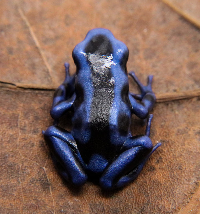 Dendrobates auratus "Columbian Blue and Green" Tadpole