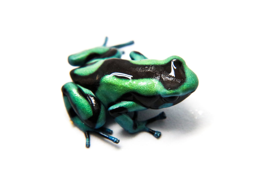 Dendrobates auratus "Columbian Blue and Green" Tadpole