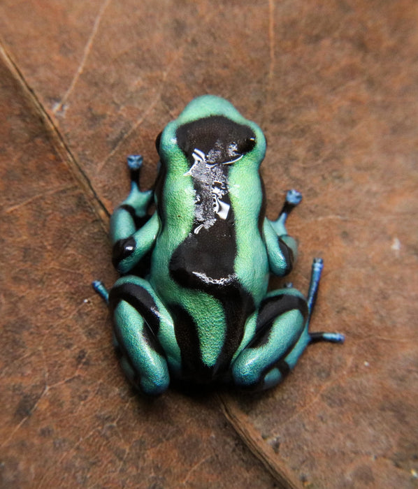 Dendrobates auratus "Columbian Blue and Green" Tadpole