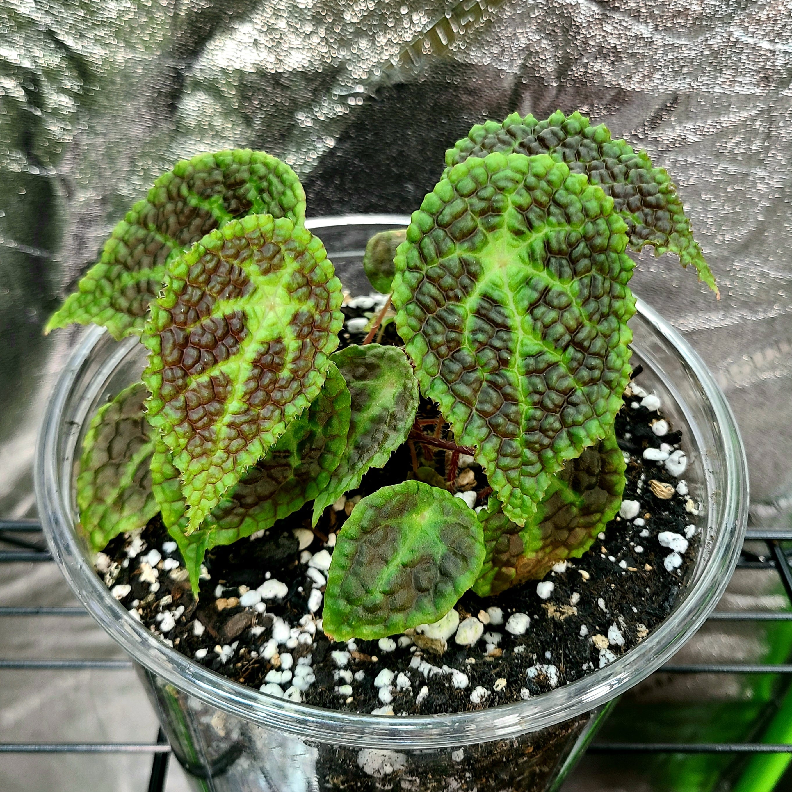 Begonia microsperma x staudtii (U690) — FrogDaddy