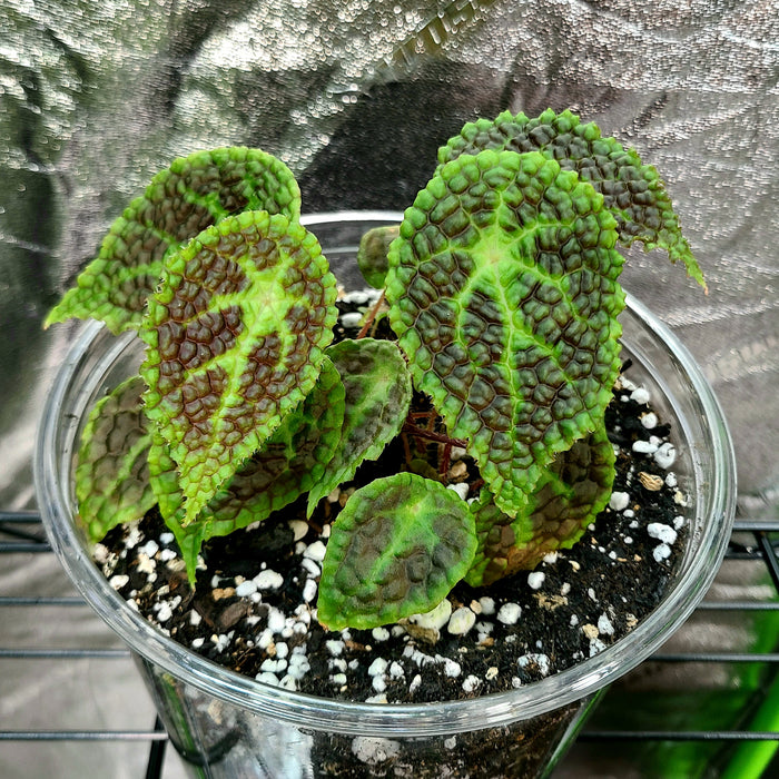 Begonia microsperma x staudtii (U690)