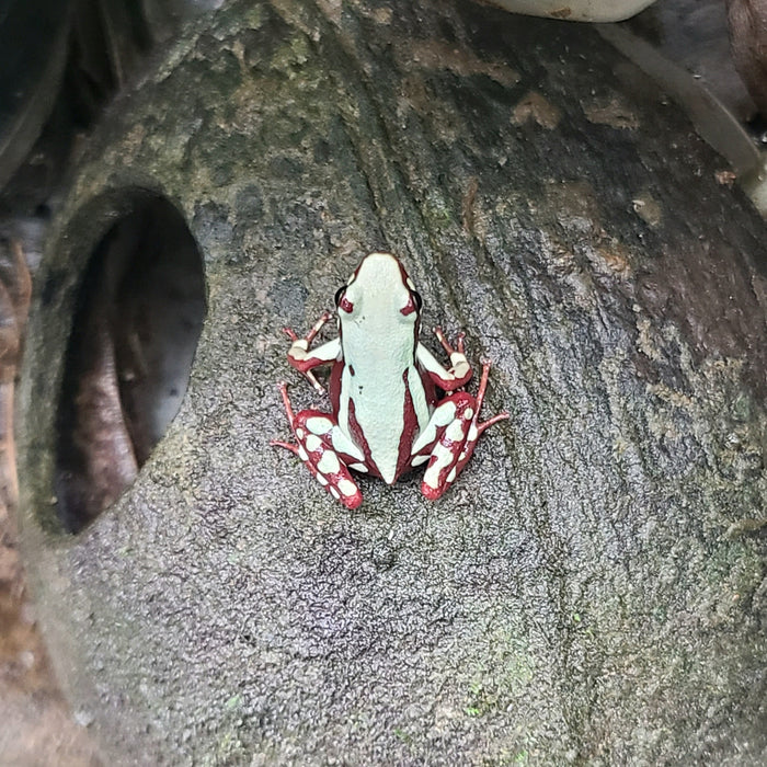 Epipedobates tricolor "Highland"