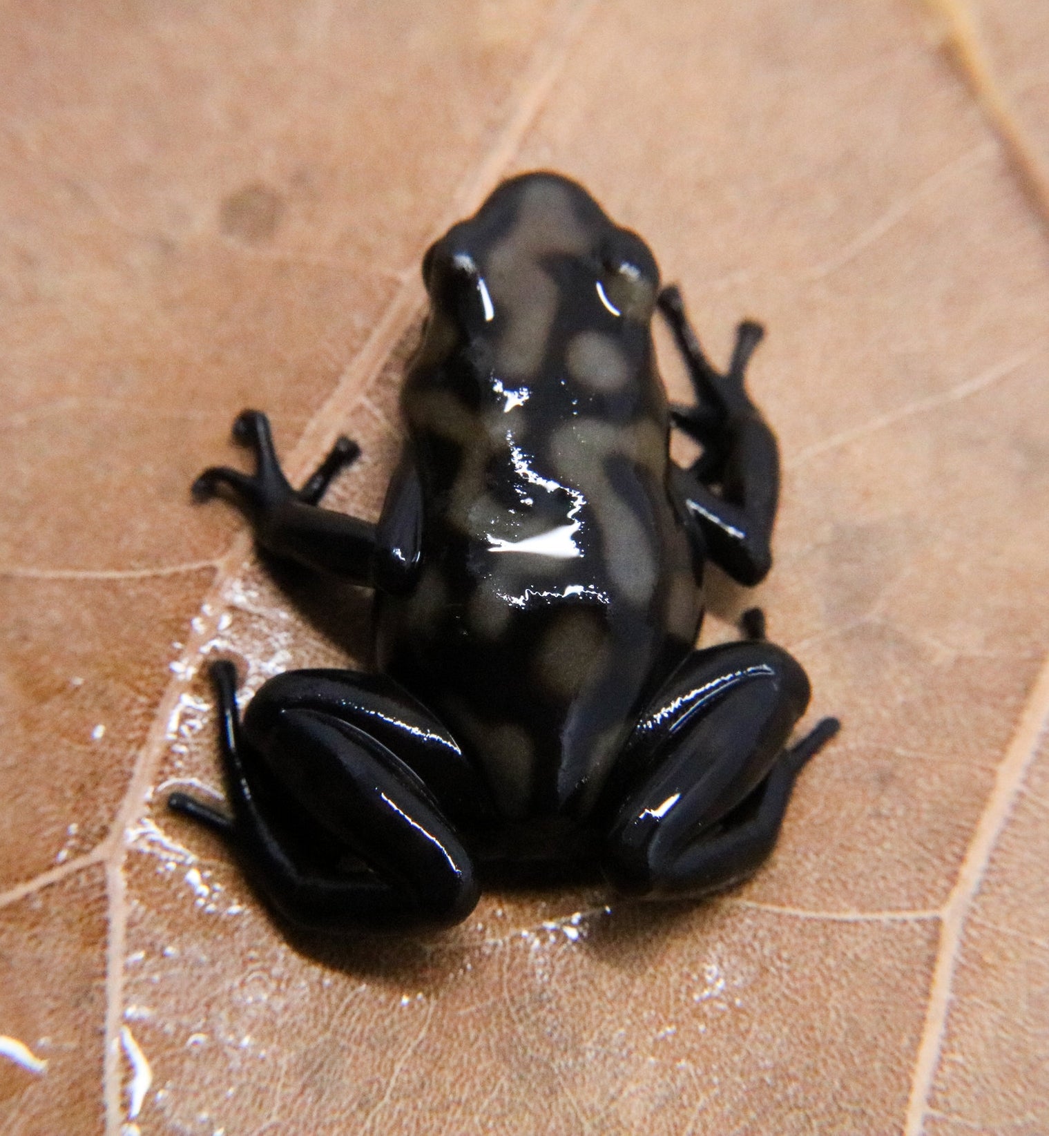 Dendrobates auratus "Campana" — FrogDaddy