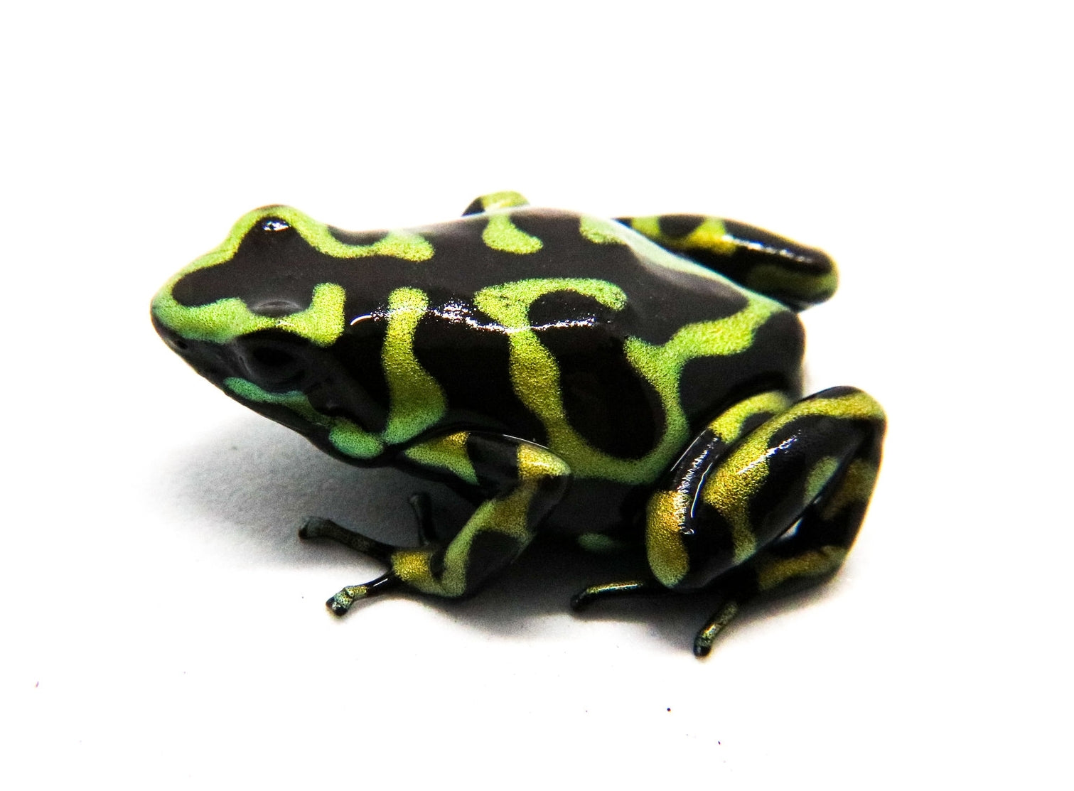 hawaii poison dart frog