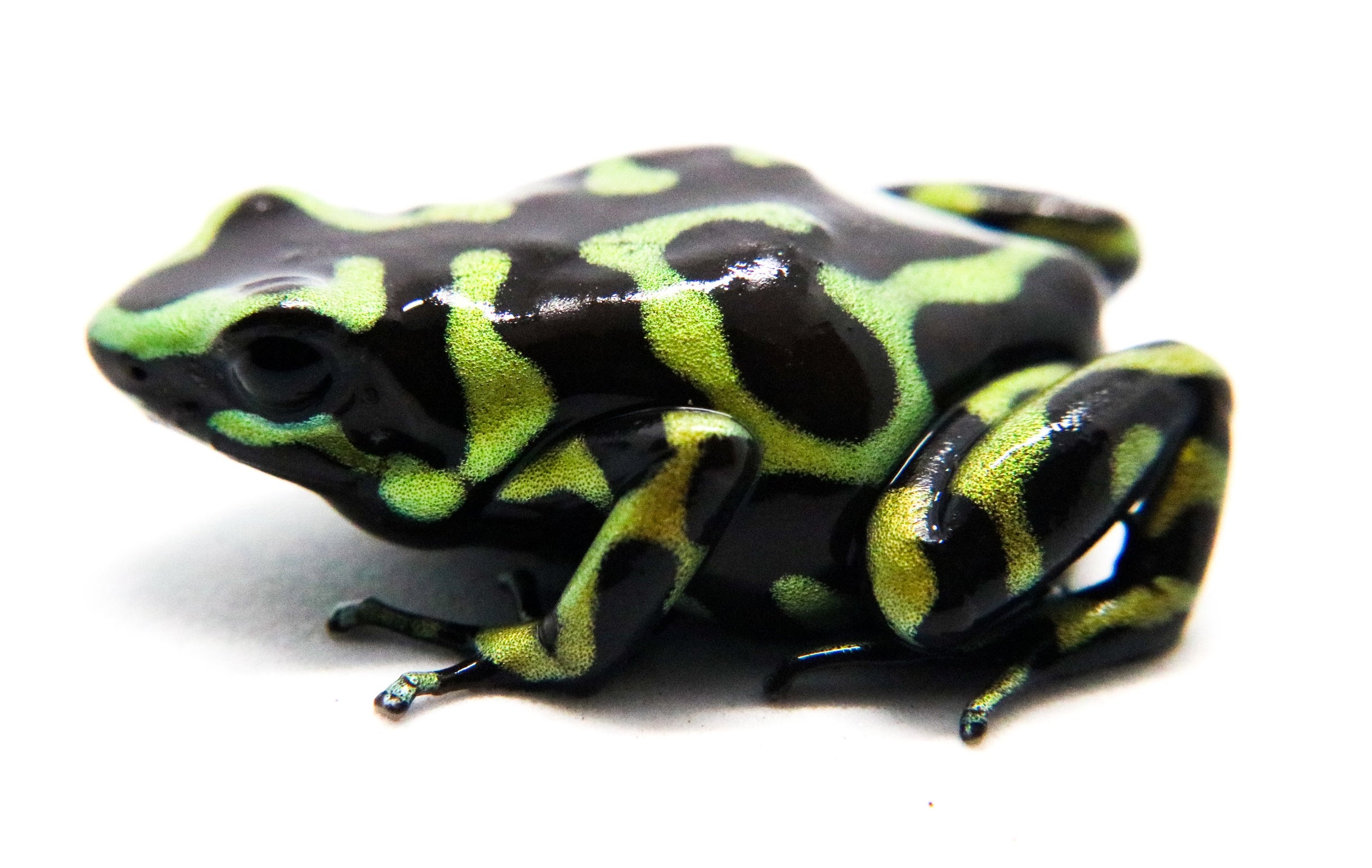 Dendrobates auratus 