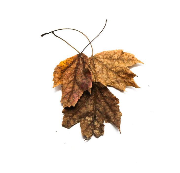 Maple Leaves (Acer spp)