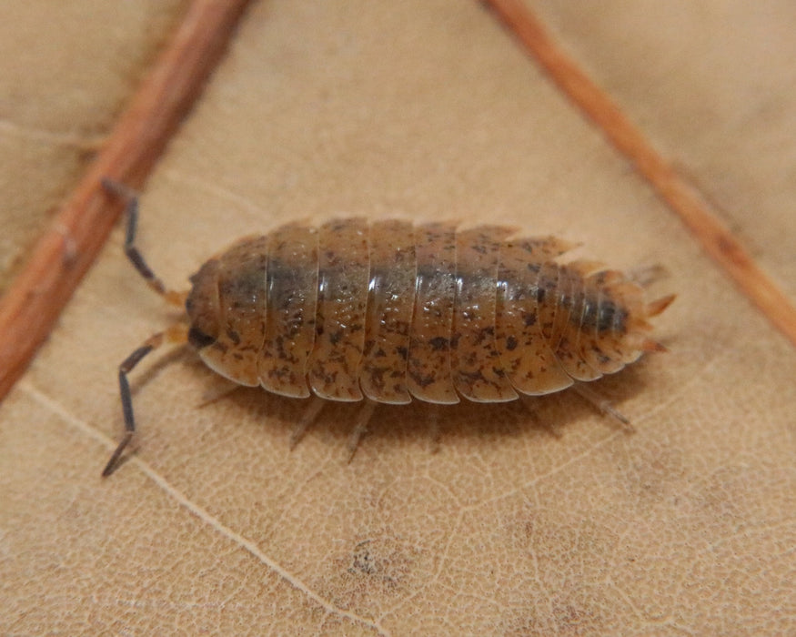 Porcellio scaber "Orin's Calico"