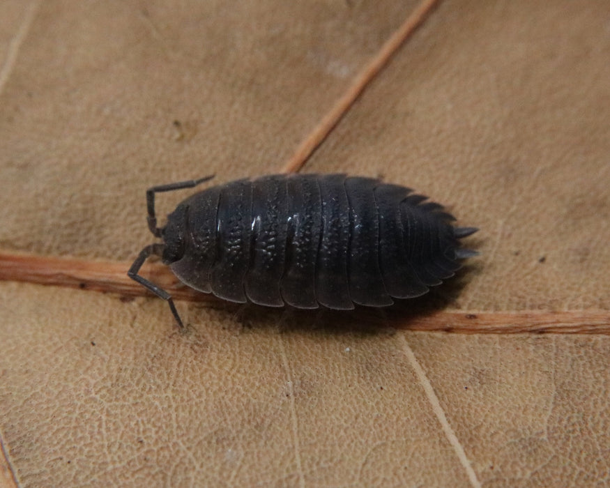 Porcellio scaber "Gray"