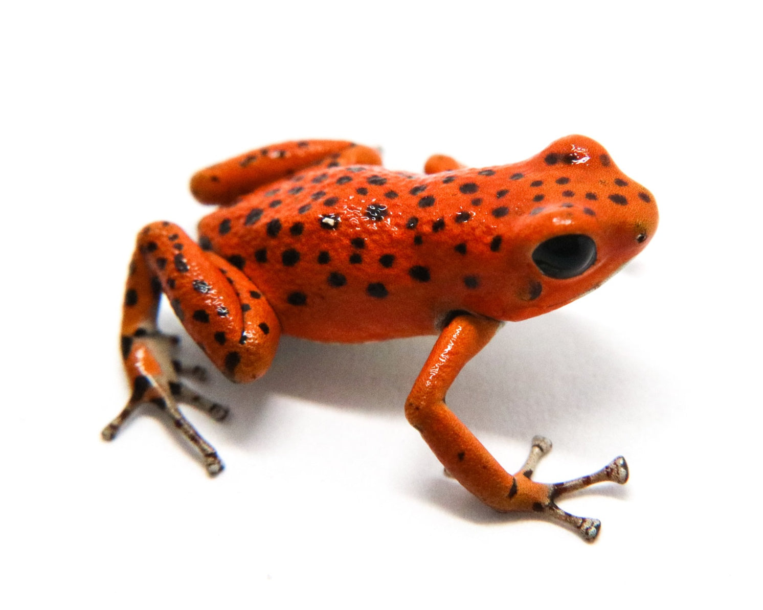 Drave Poke Frog - Mermentribe- Online Tackles Store