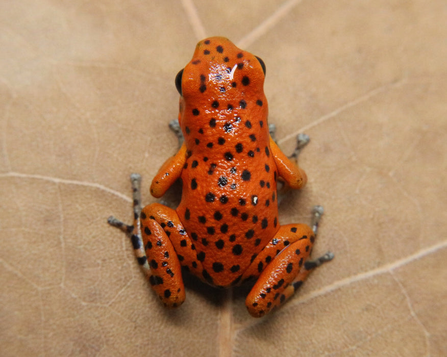 Oophaga pumilio "Bastimentos - Red Frog Beach"