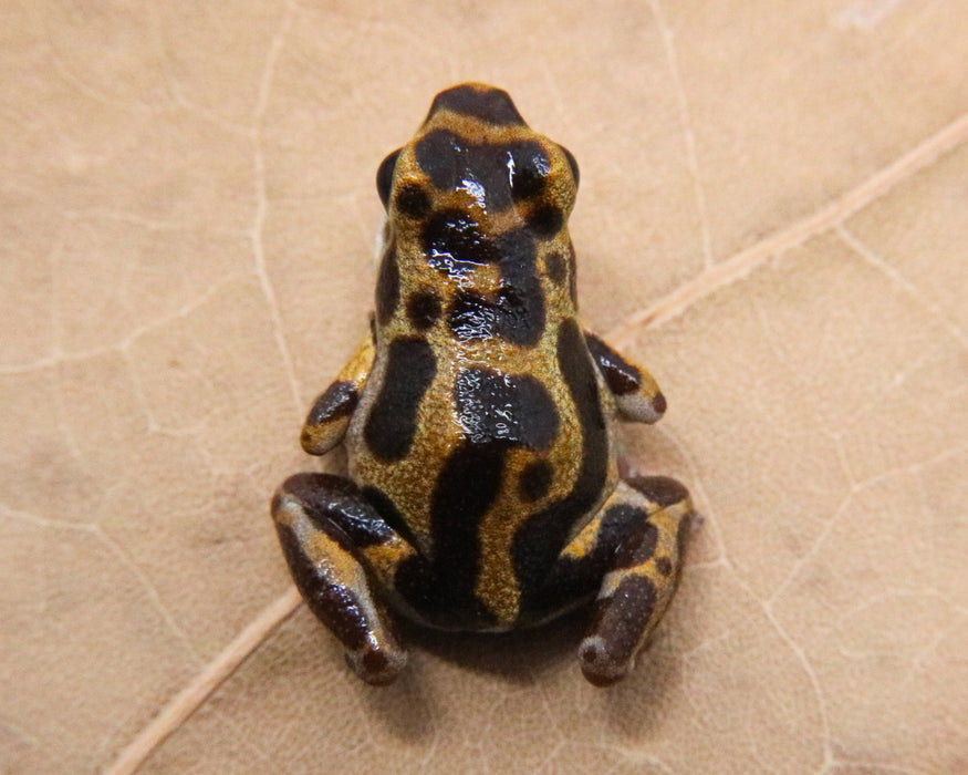 Oophaga pumilio "Bastimentos - Cemetary - Orange"