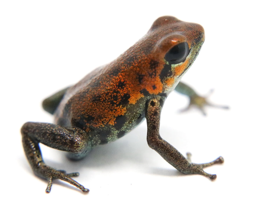 Oophaga pumilio "Nicky"