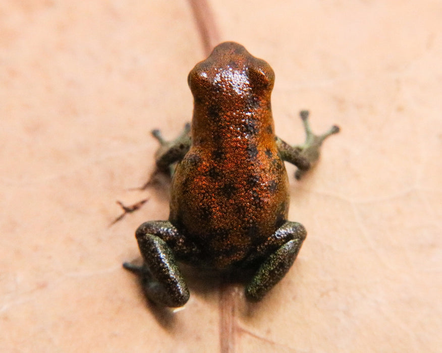 Oophaga pumilio "Nicky"