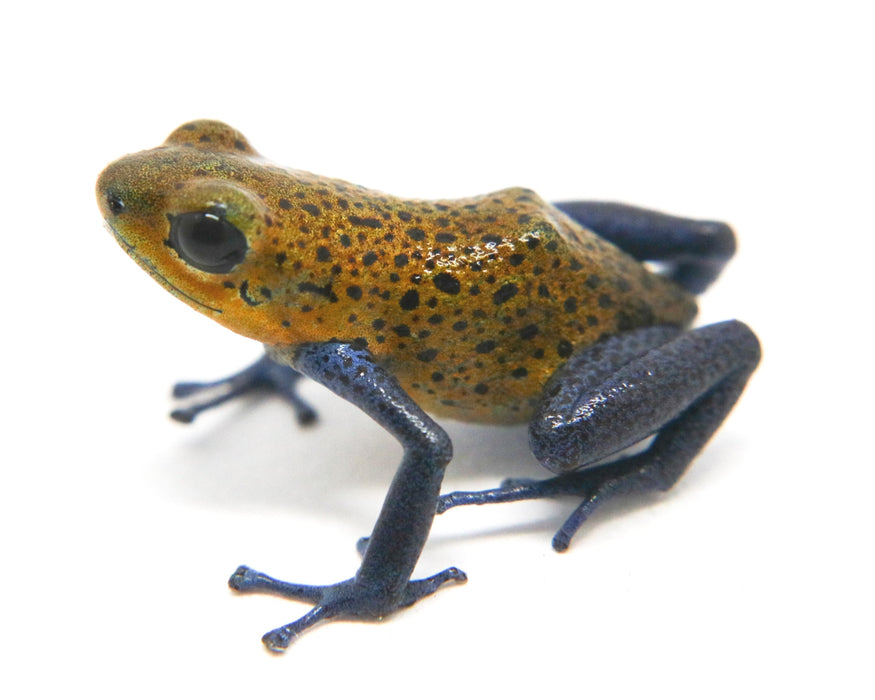 Oophaga pumilio "Valle Del Rey"