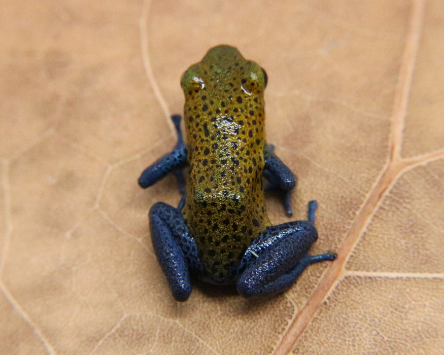 Oophaga pumilio "Valle Del Rey"