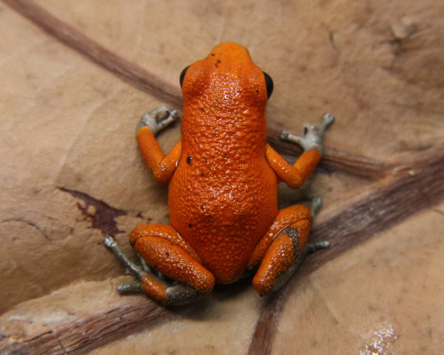 Oophaga pumilio "Salt Creek"