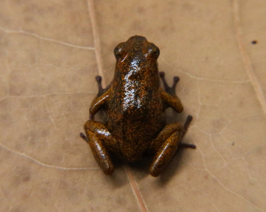 Oophaga pumilio "Bri Bri - Marbled"