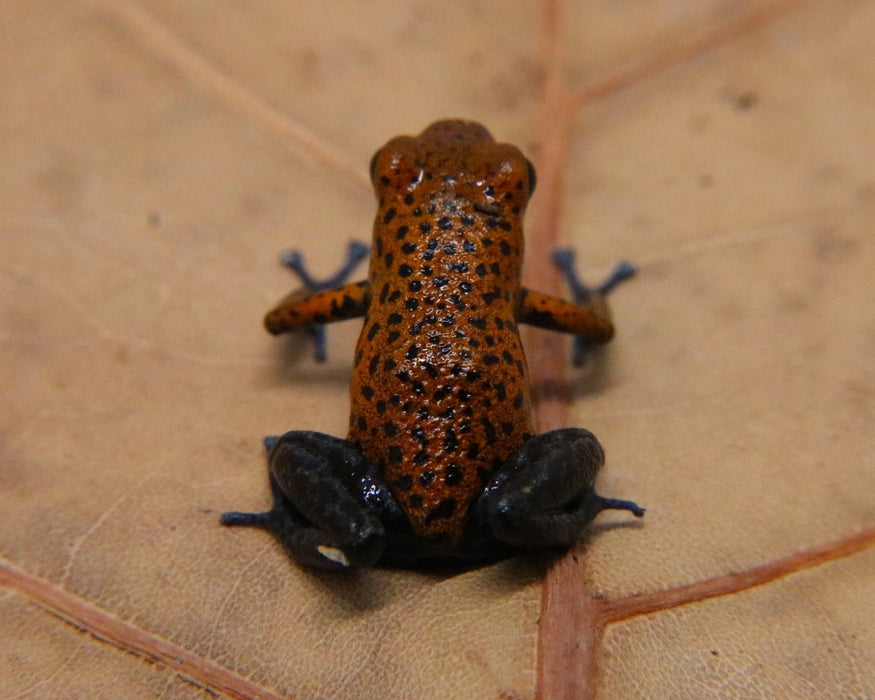 Oophaga pumilio "Bahia Grande"