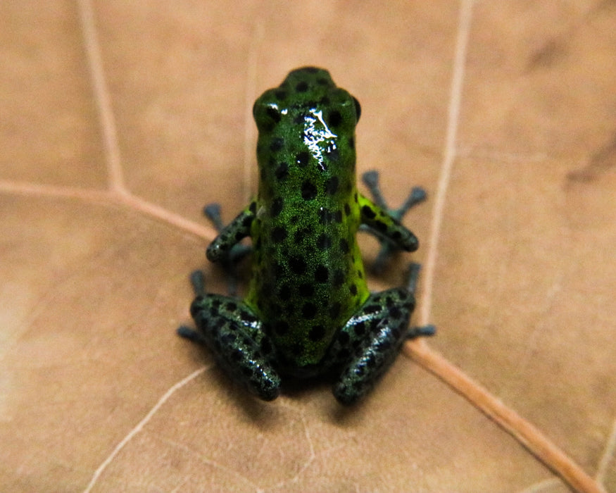 Oophaga pumilio "Punta Laurel"