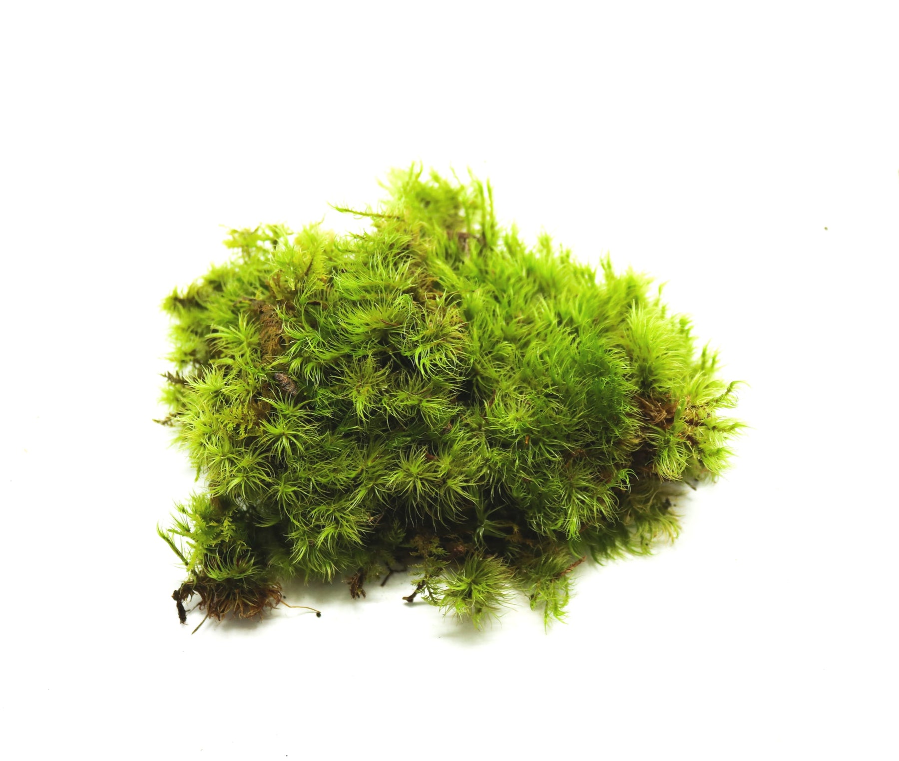 Mood Moss (Dicranum spp.).
