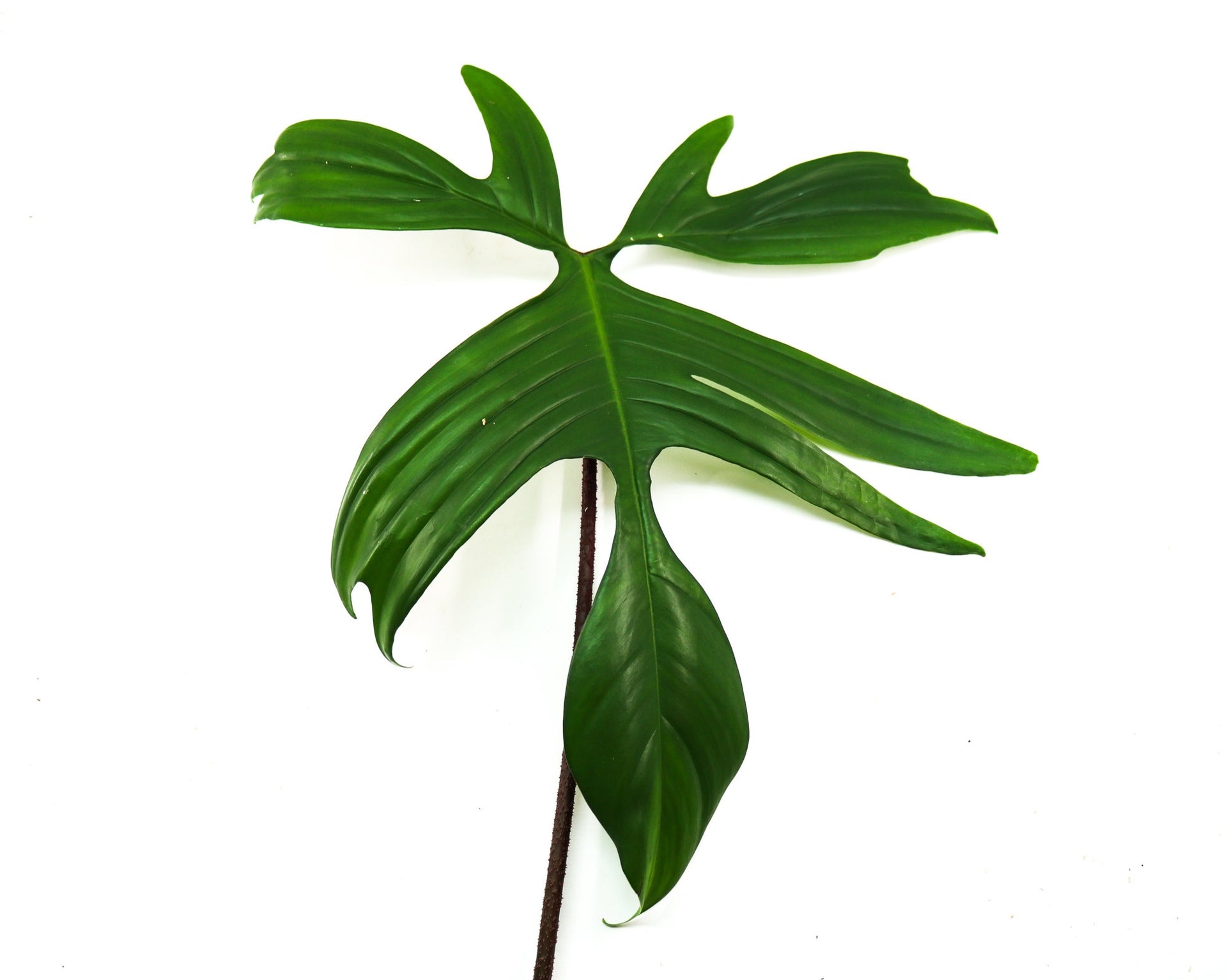 philodendron pedatum narrow Philodendron pedatum Terrarium Plant