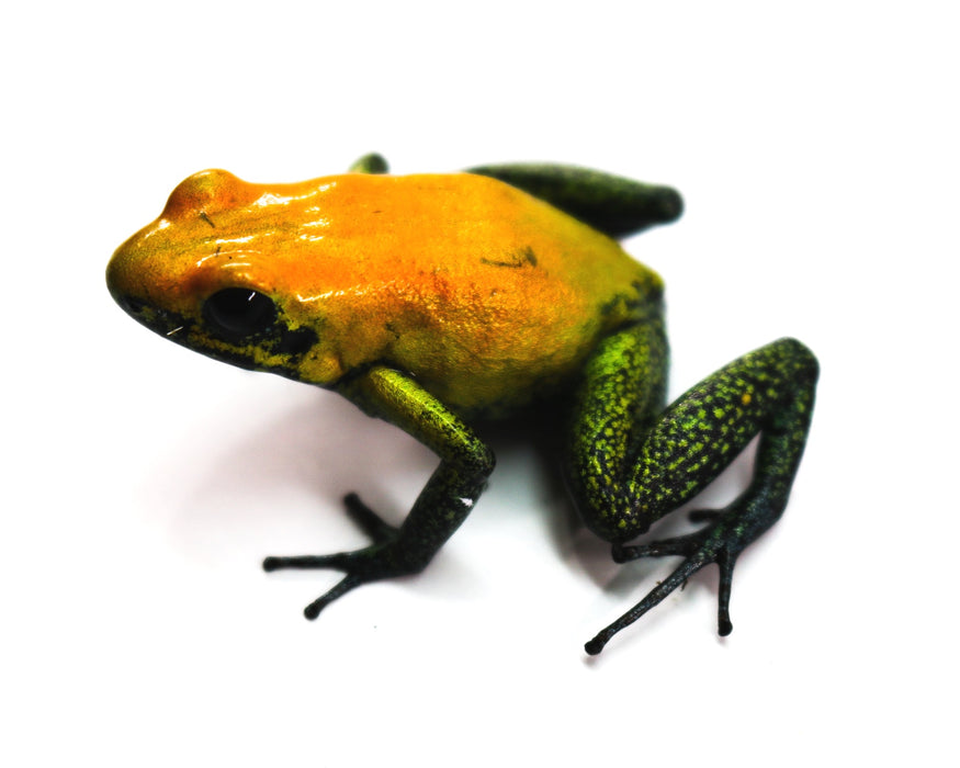 Phyllobates bicolor "Uraba"