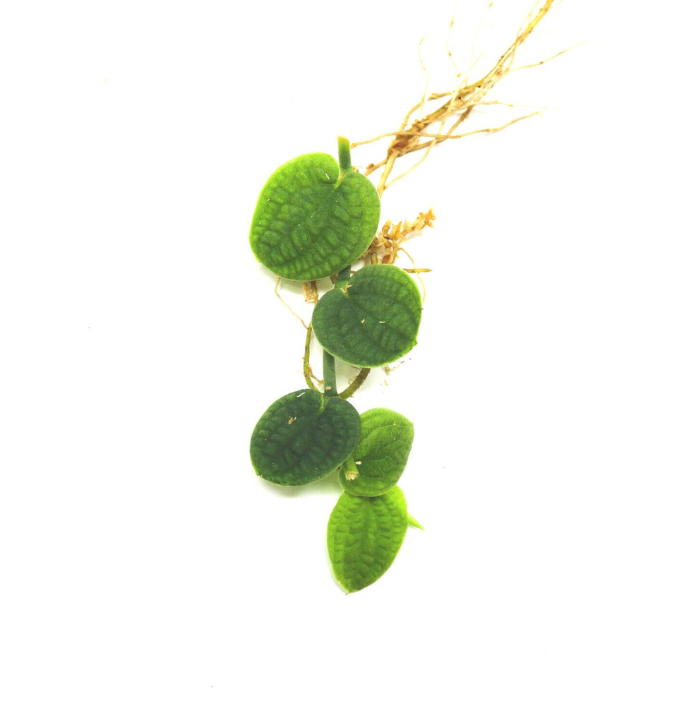 Rhaphidophora verstegii (Piper clypeatum)