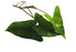 Philodendron brevispathum