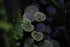 Saxifraga stolonifera (Strawberry Begonia)