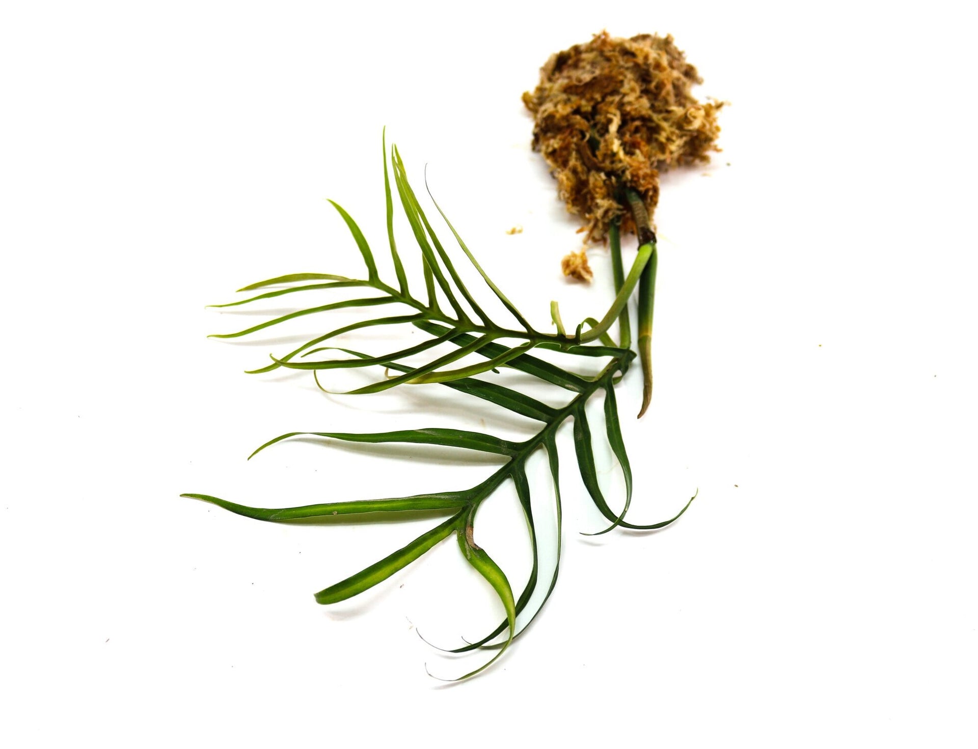 philodendron tortum seeds Philodendron tortum Terrarium Plant