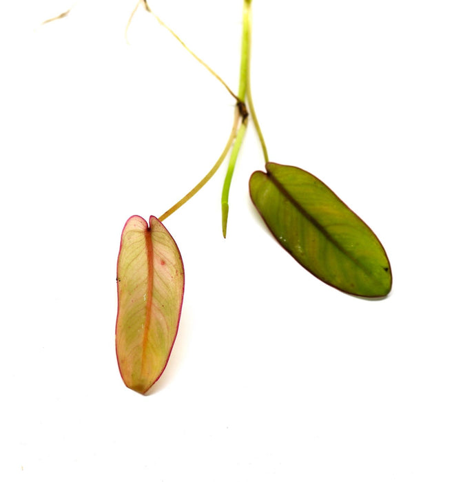 Philodendron recurvifolium