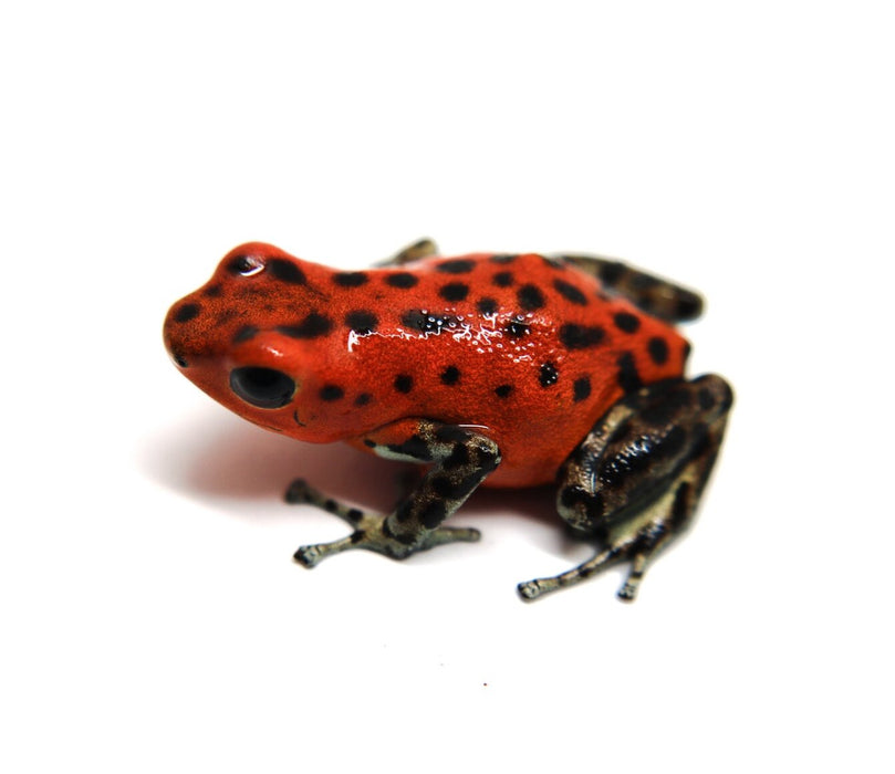 Oophaga pumilio "Pico de Chiriqui"