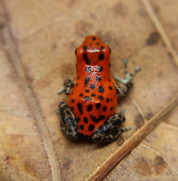 Oophaga pumilio "Pico de Chiriqui"