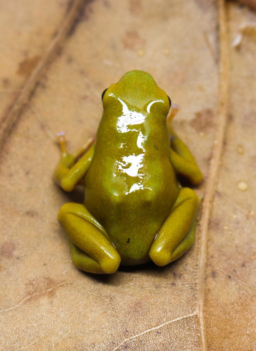 Dendrobates auratus "El Oro"